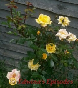 2015-06-10 14.48.39_wm_resized