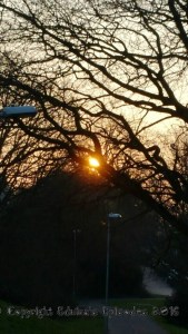 trees, photography, light, sunrise