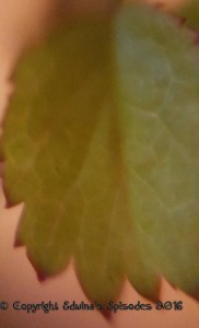 leaf, close-up, nature,