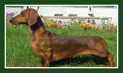 Short-haired-Dachshund (1)