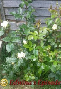 2015-06-10 14.45.54_wm_resized