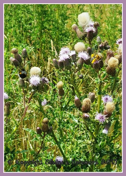 Thistles!